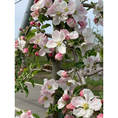 【希少品種】「華宝」約3kg・訳あり家庭用りんご 青森市長賞受賞【配送不可地域：離島】