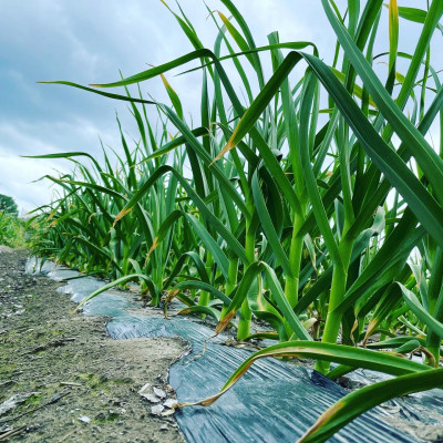 生にんにく(玉、土付き)1.3kg