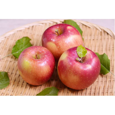 【青森市産】糖度13度以上保証!おもてなし用葉とらずサンふじ約5kg【配送不可地域：離島・沖縄県】