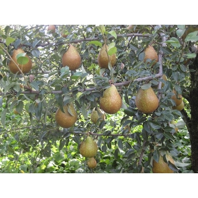 西洋梨「ゼネラル・レクラーク」約5kg