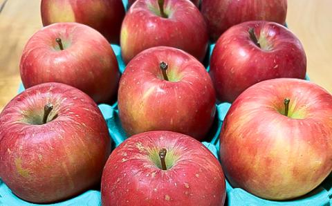 お試し 規格外品 糖度13度以上保証 りんご サンふじ 訳あり 【今年のりんご品評会で最高賞】【配送不可地域：離島・沖縄県】