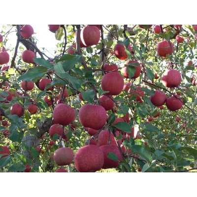 【百年続く青森のりんご農家直送】葉とらずサンふじ　約5kg　贈答用【12月から発送開始】【配送不可地域：離島】