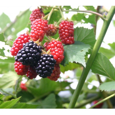 縄文ベリーアイス4種詰め合わせ　合計6個セット【配送不可地域：離島】