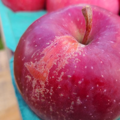 【訳あり】青森県産りんご「サンつがる　家庭用」約5kg　産地直送!【配送不可地域：離島】