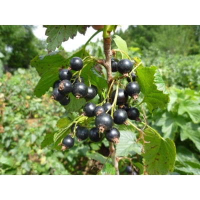 【無添加、卵・乳製品不使用】あおもりカシスココナッツジェラート1L【配送不可地域：離島】