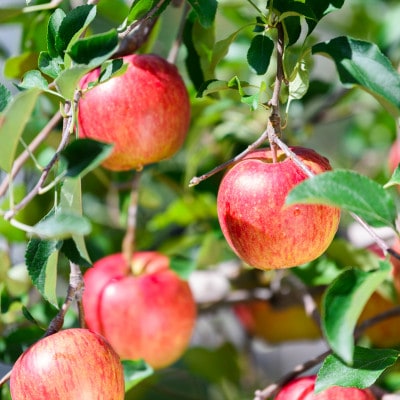 【2025年9月発送予定】平均糖度12度以上! 葉とらずサンつがる 約3kg 訳あり クール便【配送不可地域：離島・沖縄県】