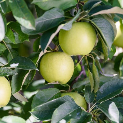 平均糖度12度以上! 黄王 約10kg おもてなし用 クール便【配送不可地域：離島・沖縄県】