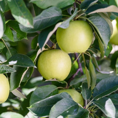 平均糖度12度以上! 黄王 約5kg おもてなし用 クール便【配送不可地域：離島・沖縄県】