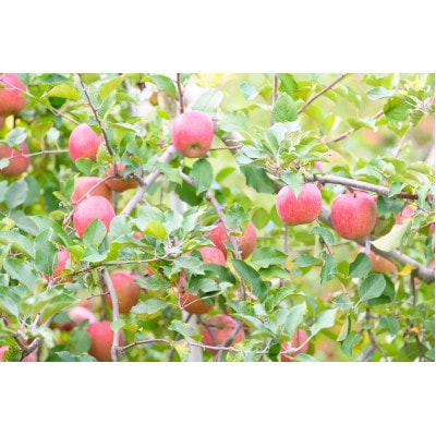 【2025年11月発送予定】平均糖度13度以上! 葉とらずサンふじ 約10kg おもてなし用【配送不可地域：離島・沖縄県】