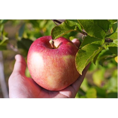 【2025年11月発送予定】平均糖度13度以上! 葉とらずサンふじ 約5kg 訳あり【配送不可地域：離島・沖縄県】