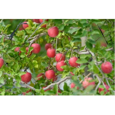 【2025年10月発送予定】平均糖度12度以上! 早生ふじ 約5kg おもてなし用【配送不可地域：離島・沖縄県】