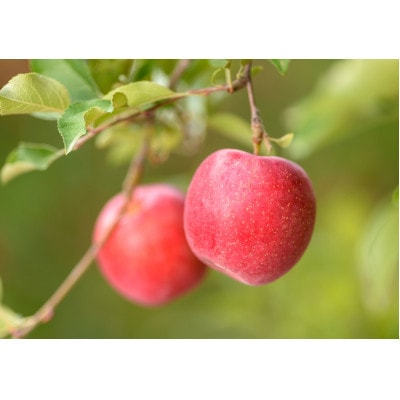 【2026年11月発送予定】平均糖度13度以上! 早生ふじ 約10kg 訳あり【配送不可地域：離島・沖縄県】