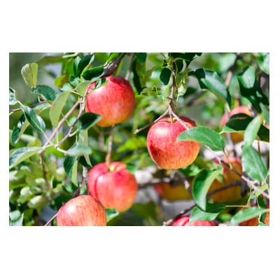 【25年12月より順次発送】平均糖度13度以上! シナノスイート 約5kg 訳あり【配送不可地域：離島・沖縄県】