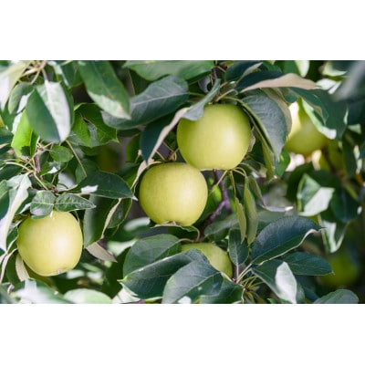 【25年12月より順次発送】平均糖度13度以上! 王林 約10kg 訳あり【配送不可地域：離島・沖縄県】