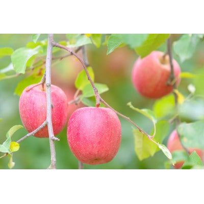 【25年11月より順次発送】平均糖度13度以上! サンふじ 約5kg 訳あり【配送不可地域：離島・沖縄県】