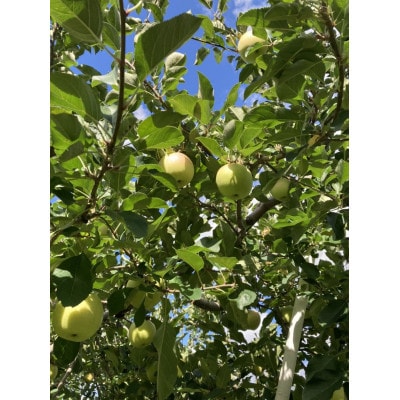 【25年11月より順次発送】平均糖度13度以上! 王林 約10kg 訳あり【配送不可地域：離島・沖縄県】