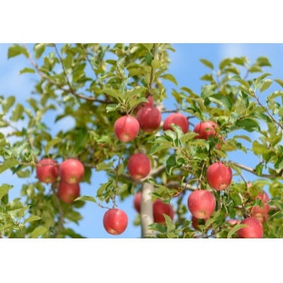 【25年12月出荷予定】 紅玉 約10kg 訳あり【配送不可地域：離島・沖縄県】