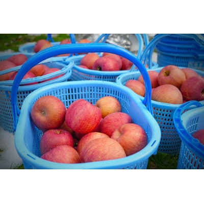 【26年5月出荷予定】平均糖度13度以上! サンふじ 約10kg 訳あり CA貯蔵 クール便【配送不可地域：離島・沖縄県】