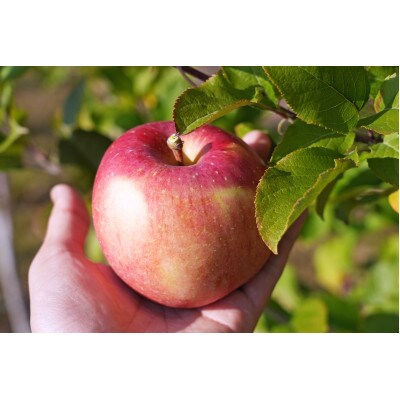 平均糖度13度以上! 葉とらずサンふじ 約10kg おもてなし用【配送不可地域：離島・沖縄県】