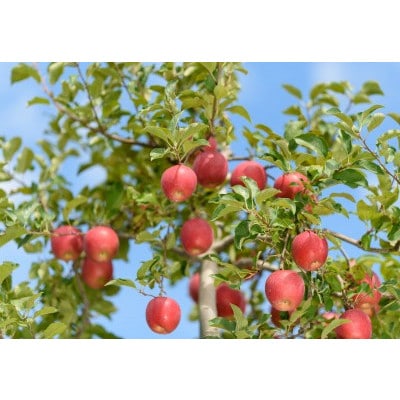 【26年4月出荷予定】紅玉 約5kg 訳あり CA貯蔵 クール便【配送不可地域：離島・沖縄県】