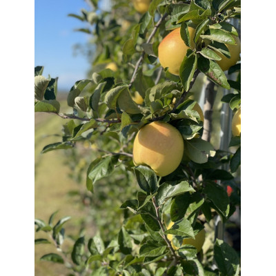 「シナノゴールド」5kg・訳あり家庭用りんご 青森市長賞受賞【配送不可地域：離島】