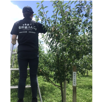 【2026年3月発】希少なりんご!　青森雪貯蔵りんご(サンふじ)　3kg箱【離島・沖縄配送不可】【配送不可地域：離島・沖縄県】