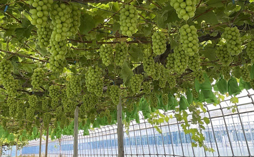 2025年発送【訳あり】青森市産シャインマスカット 2房(1kg以上)【配送不可地域：離島・沖縄県】