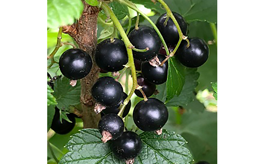 青森市産冷凍カシス300g【配送不可地域：離島】