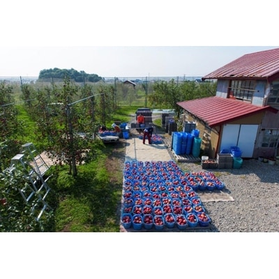 【百年続く青森のりんご農家直送】葉とらずサンふじ　約5kg　贈答用【12月から発送開始】【配送不可地域：離島】