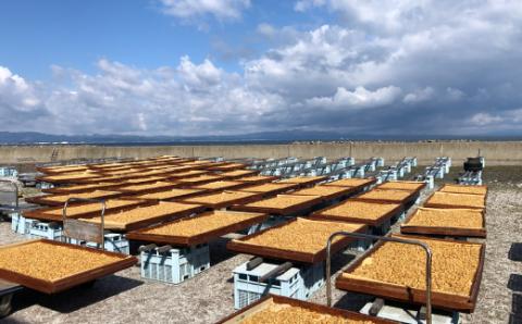 青森むつ湾産ほたて干貝柱　450g