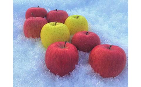 JA青森　青森県産りんご「サンふじ＆王林詰合せ」約5kg【配送不可地域：離島】