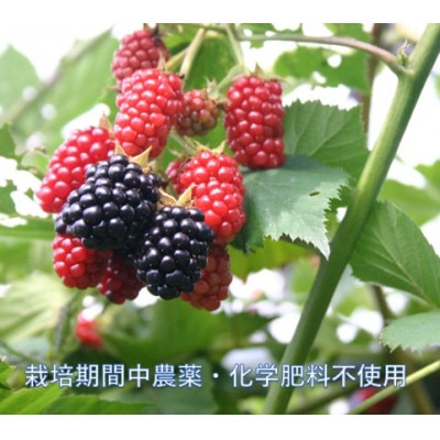 縄文ベリーアイス4種詰め合わせ　合計10個セット【配送不可地域：離島】