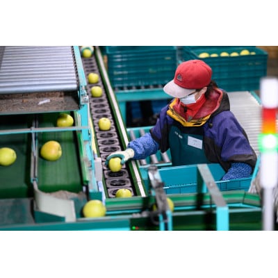 【青森県産りんご】糖度13度以上 有袋ふじ約10kg訳あり家庭用【配送不可地域：離島・沖縄県】