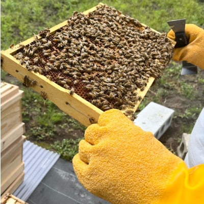 青森産純粋はちみつ食べ比べセット(アカシア・和栗)各1個