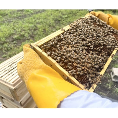 青森産純粋はちみつ 晩夏の百花蜜 2個セット