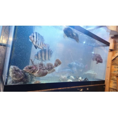 漁師料理酒場「名物のジャッパ汁」津軽海峡鮮魚店　ご飲食券　1,000円券×3枚(合計3,000円分)