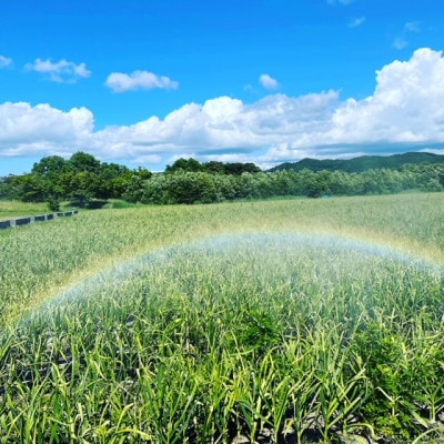 青森県産にんにくバラ1.0kg　ホワイトロッペン