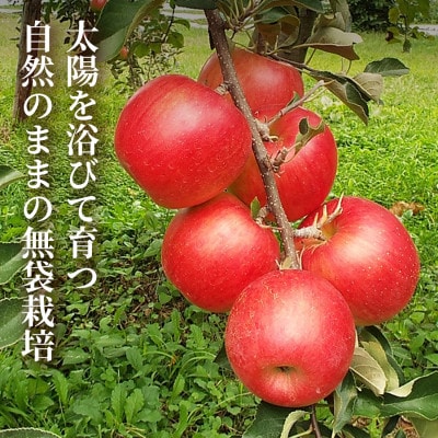 【青森直送 季節の味覚をお届け】サン早生ふじ 3個入×2箱(贈答用)2026年産 産地直送 限定生産【配送不可地域：離島】