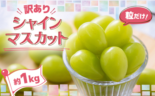 【先行予約】美味しさは「寒暖差」にあり 粒だけ!青森市産【訳あり】シャインマスカット(約1kg)【配送不可地域：離島】