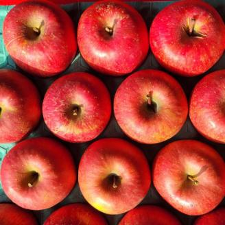 【訳あり】青森県産りんご「サンふじ家庭用」約3kg　産地直送!【配送不可地域：離島】