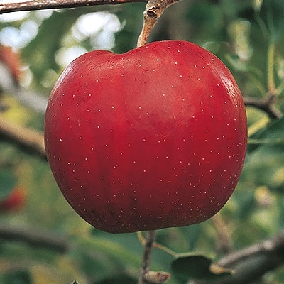 【訳あり】 りんご 「葉とらずサンジョナ」 家庭用 金賞受賞 約10kg【配送不可地域：離島】