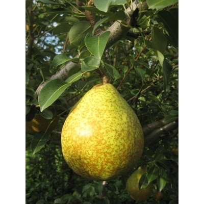 西洋梨「ゼネラル・レクラーク」約5kg