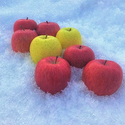 JA青森　青森県産りんご「サンふじ＆王林　大玉詰合せ」約5kg【配送不可地域：離島】