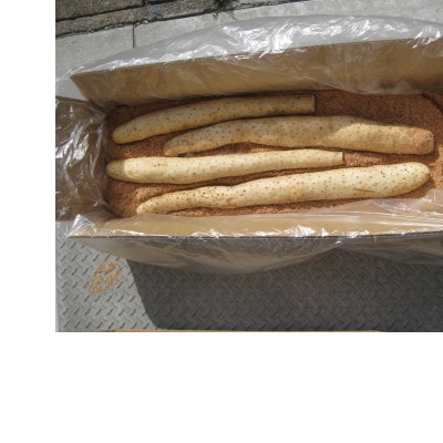 青森県産ながいも「ネバリスター」約5kg(3L～4Lサイズ×4本入り)【配送不可地域：離島・沖縄県】