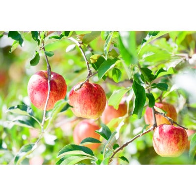 【青森市産】糖度12度以上保証!サンつがる贈答用約5kgりんご ※離島・沖縄は配送不可【配送不可地域：離島・沖縄県】