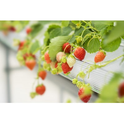 【先着50セット限定】青森県青森市産の夏いちご　400～500g/箱　冷蔵便で直送【配送不可地域：離島・沖縄県・九州】