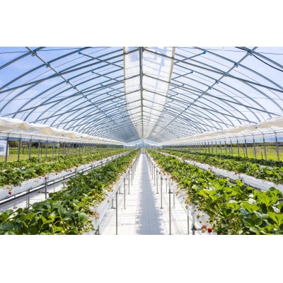 【先着50セット限定】青森県青森市産の希少いちご　400～500g/1箱　冷蔵便で直送【配送不可地域：離島・沖縄県・九州】