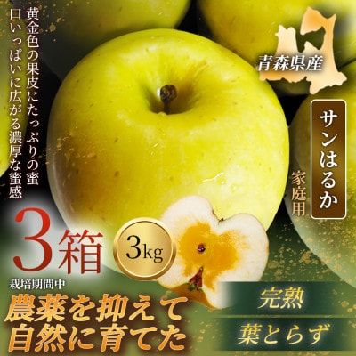 【青森直送 季節の味覚をお届け!】サンはるか 3kg×3箱(家庭用)青森産 産地直送 限定生産【配送不可地域：離島】