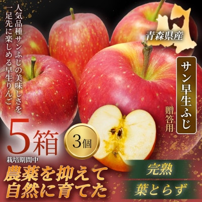 【青森直送 季節の味覚をお届け】サン早生ふじ 3個入×5箱(贈答用)2026年産 産地直送 限定生産【配送不可地域：離島】