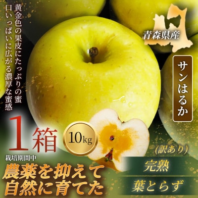 【青森直送 季節の味覚をお届け!】サンはるか 10kg×1箱(訳あり)青森産 産地直送 限定生産【配送不可地域：離島】